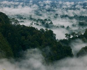 A rainforest shrouded in clouds.