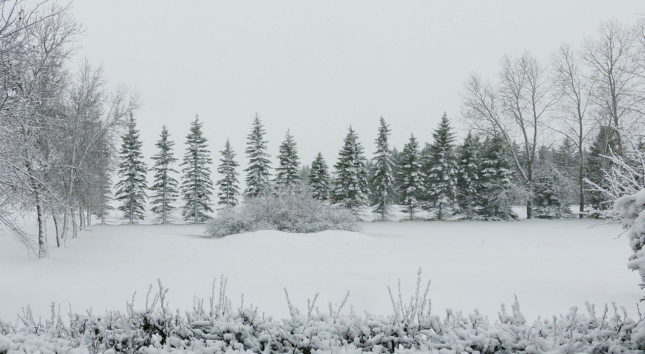 snow covered landscape