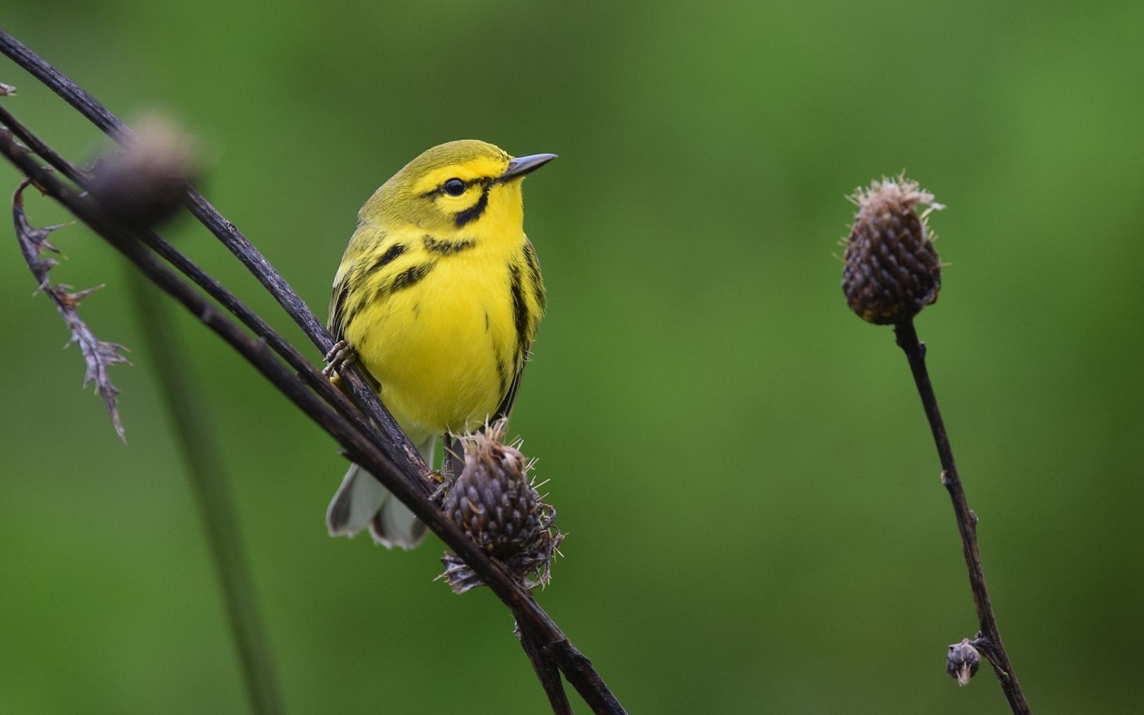 A yellow and black bird rests on a dry stem.