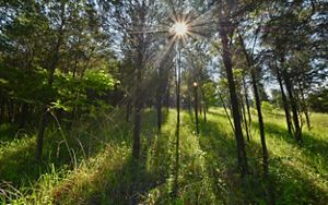 The sun peeking through tall trees in a lush green forest.