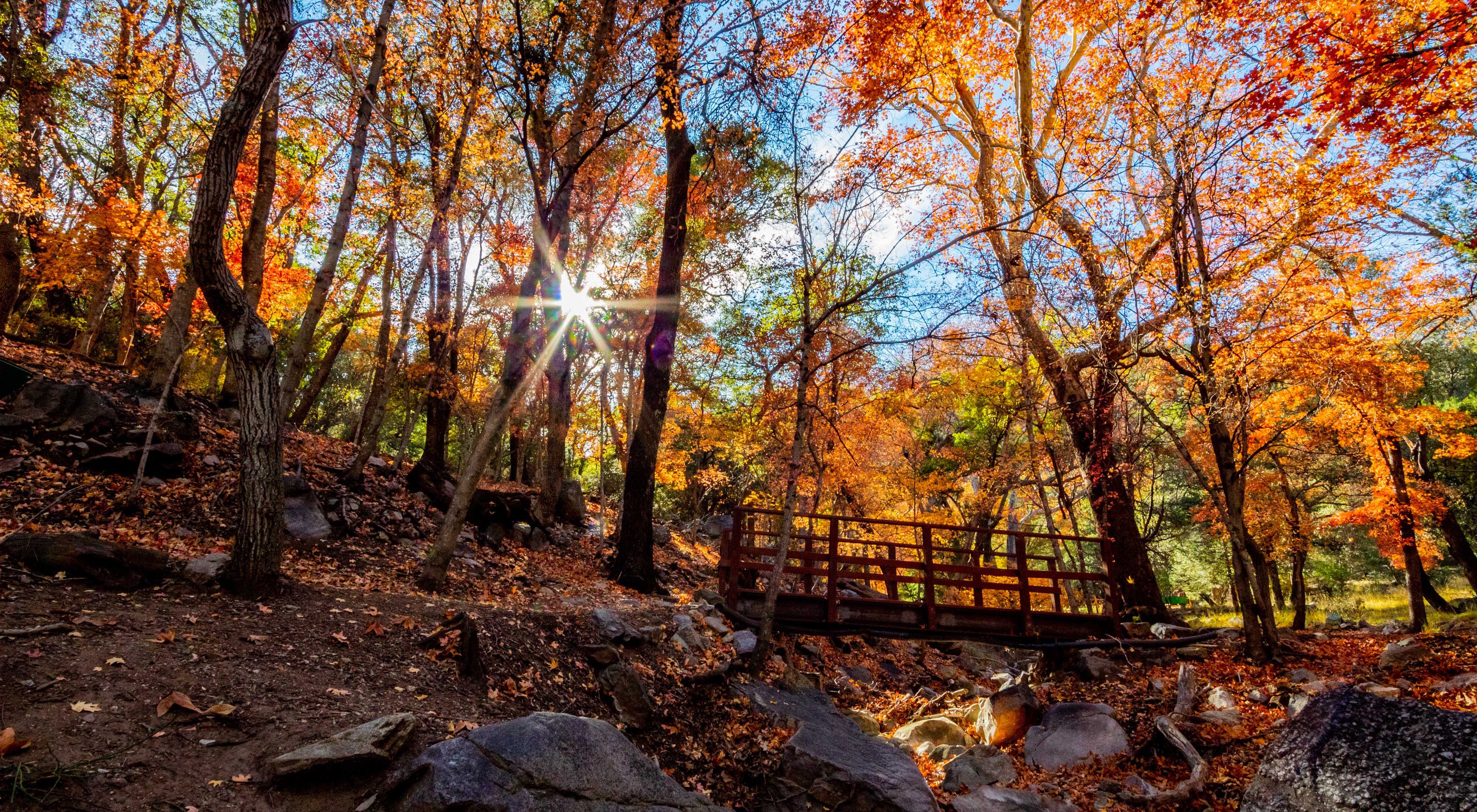 Footbridge surrounded by a forest in vivid fall colors in Ramsey Canyon.
