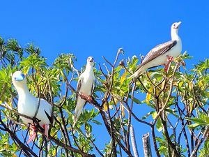 Seabirds with decoys designed to attract them back to Palmyra Atoll.