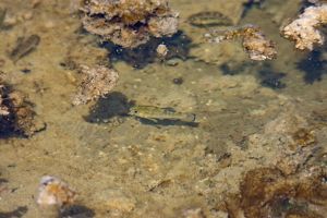 A small green fish with brown mottled scales swims in shallow clear water.