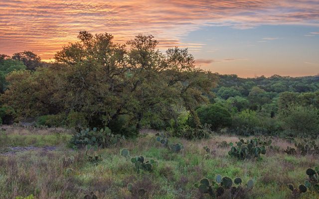 Thick brush and clusters of cactus dot a green field at sunset.