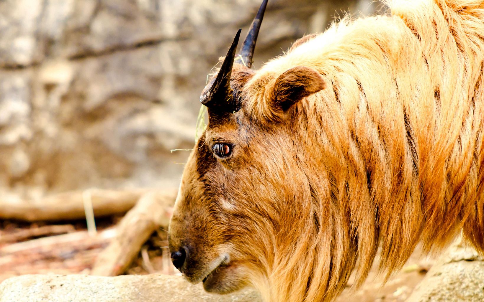 closeup of the side of a takin's head