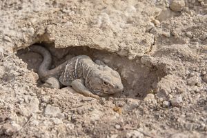 A lizard burrows into rocky terrain.