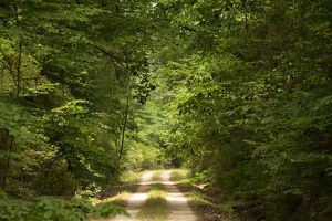 A road lined with dense green forest.