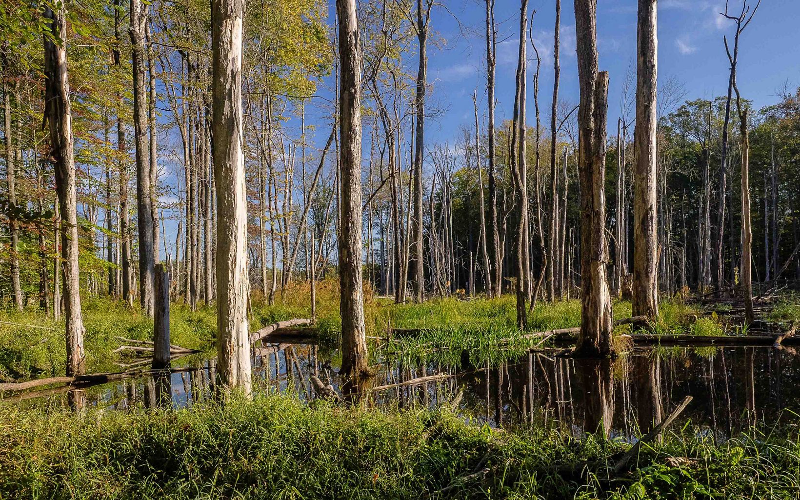Many trees standing in a water-covered ground with shorter shrubs and grasses growing in the foreground and background.