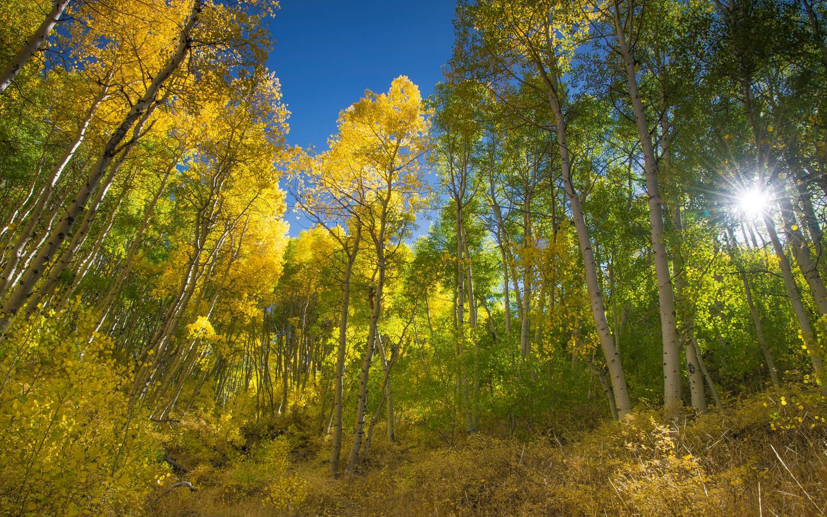 Aspen in Nevada Groundwater-dependent aspen in the Toiyabes in Nevada © C. Carroon / TNC