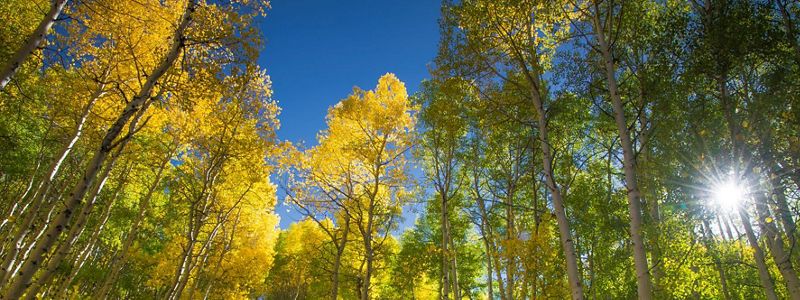A grove of aspen trees with the sun shining through.