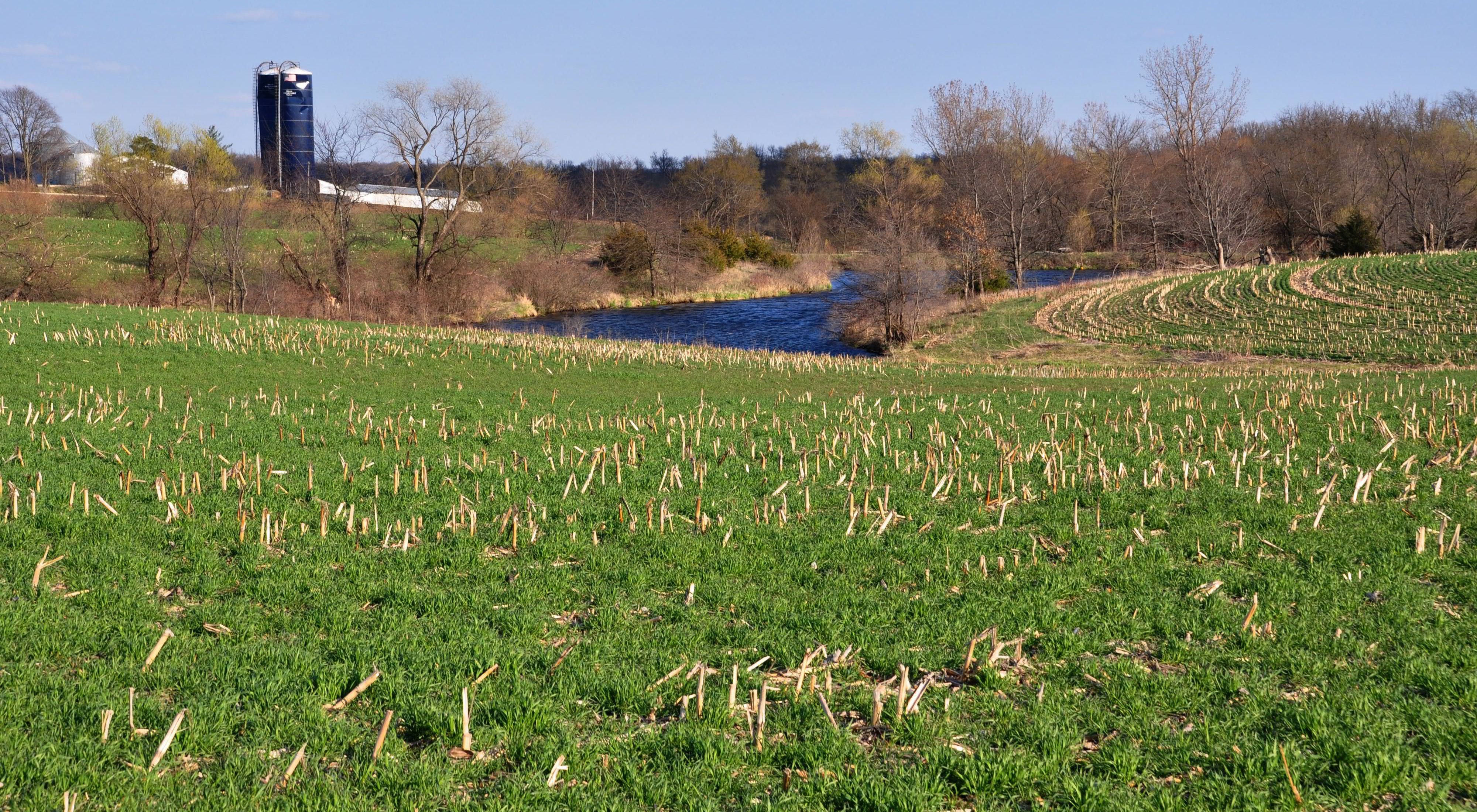 A field planted with rye cover crops.