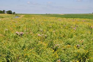 Prairie strip on Iowa farm.