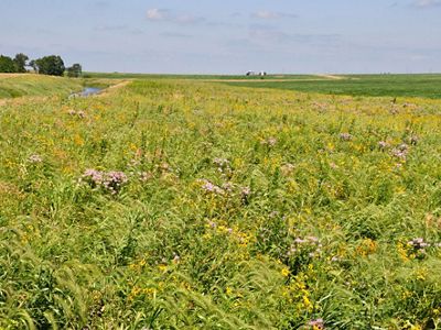Prairie strip on Iowa farm.