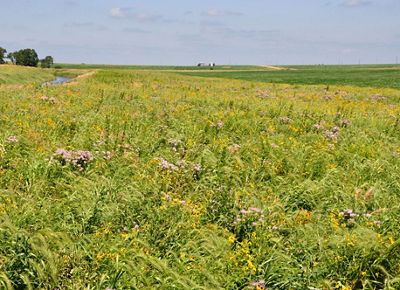 A field with flowers and greenery before farmland.