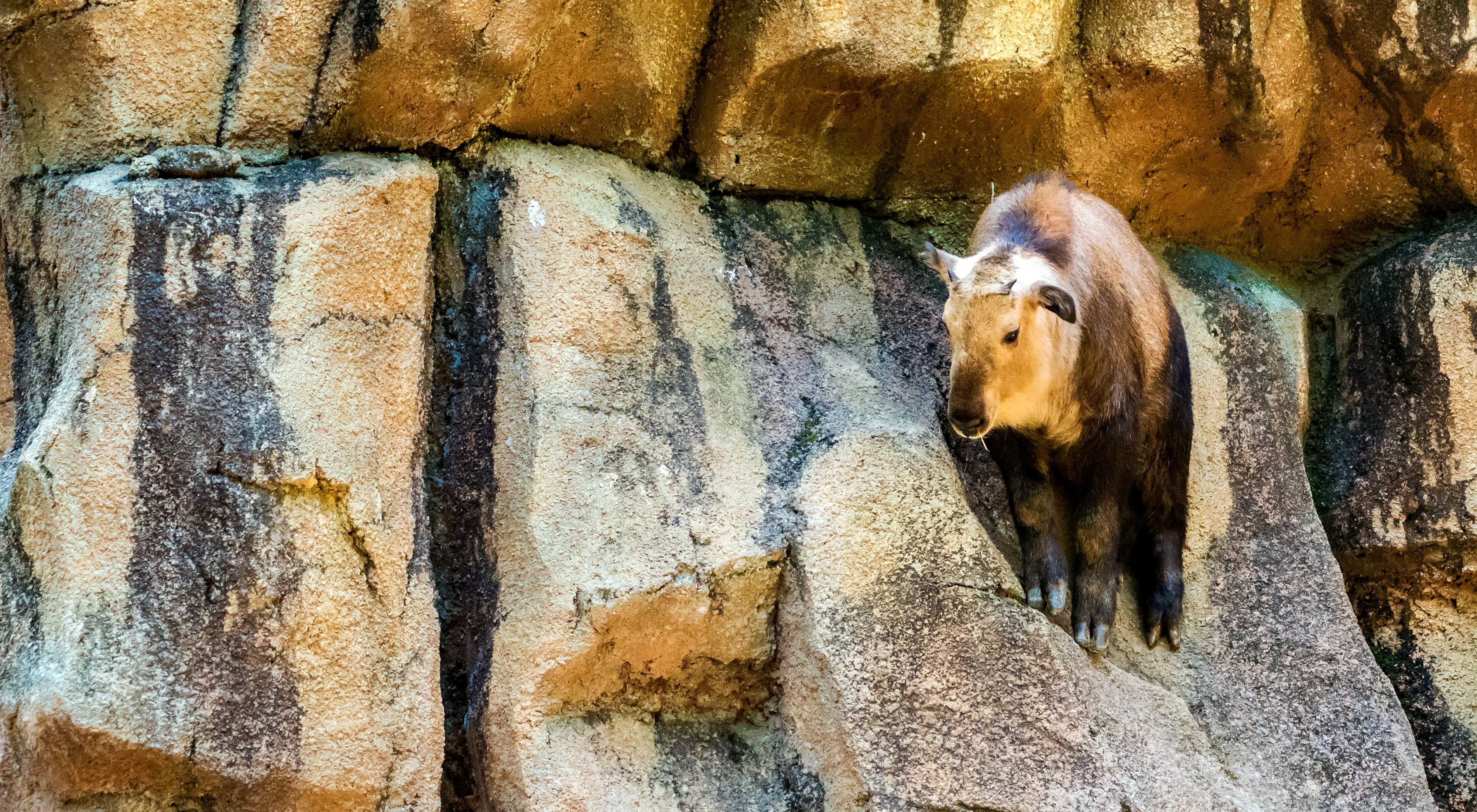 large ram-like animal on a rocky ledge