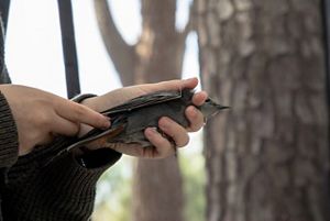 A person holds a small gray bird and uses a ruler to take its measurements. 