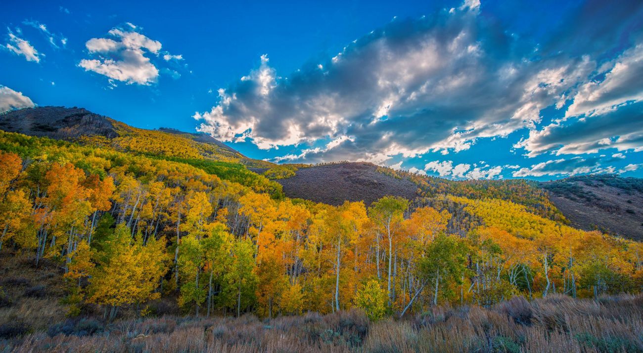 Aspen in Toiyabes, NV