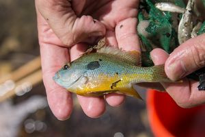 A closeup of hands holding a small sunfish with large round eyes and an ombre of green, turquoise blue, and yellow scales.