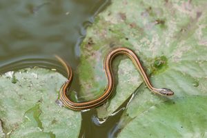 A small black snake with red and yellow stripes slithers over green vegetation in a pond.