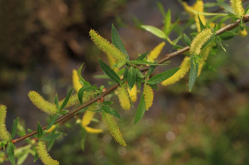 Thin fuzzy yellow tufts are surrounded by glossy green oval shaped leaves on a thin tree branch.