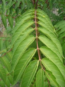 Close up of tree of heaven branch with red stem and pinnately compound leaves.