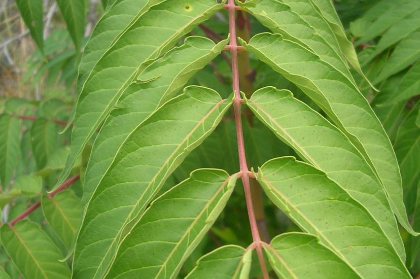Close up of tree of heaven branch with red stem and pinnately compound leaves.