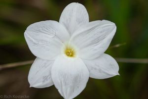 A closeup of a white flower with a yellow center.