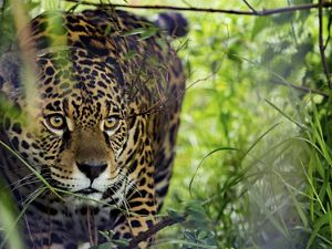Photo of a jaguar looking out from the brush