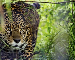 Photo of a jaguar looking out from the brush.