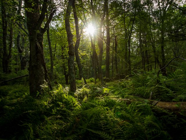 A lush green forest floor with the sun peeking through the trees.