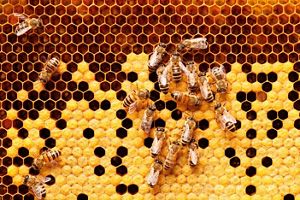 Bees in honeycomb close up.