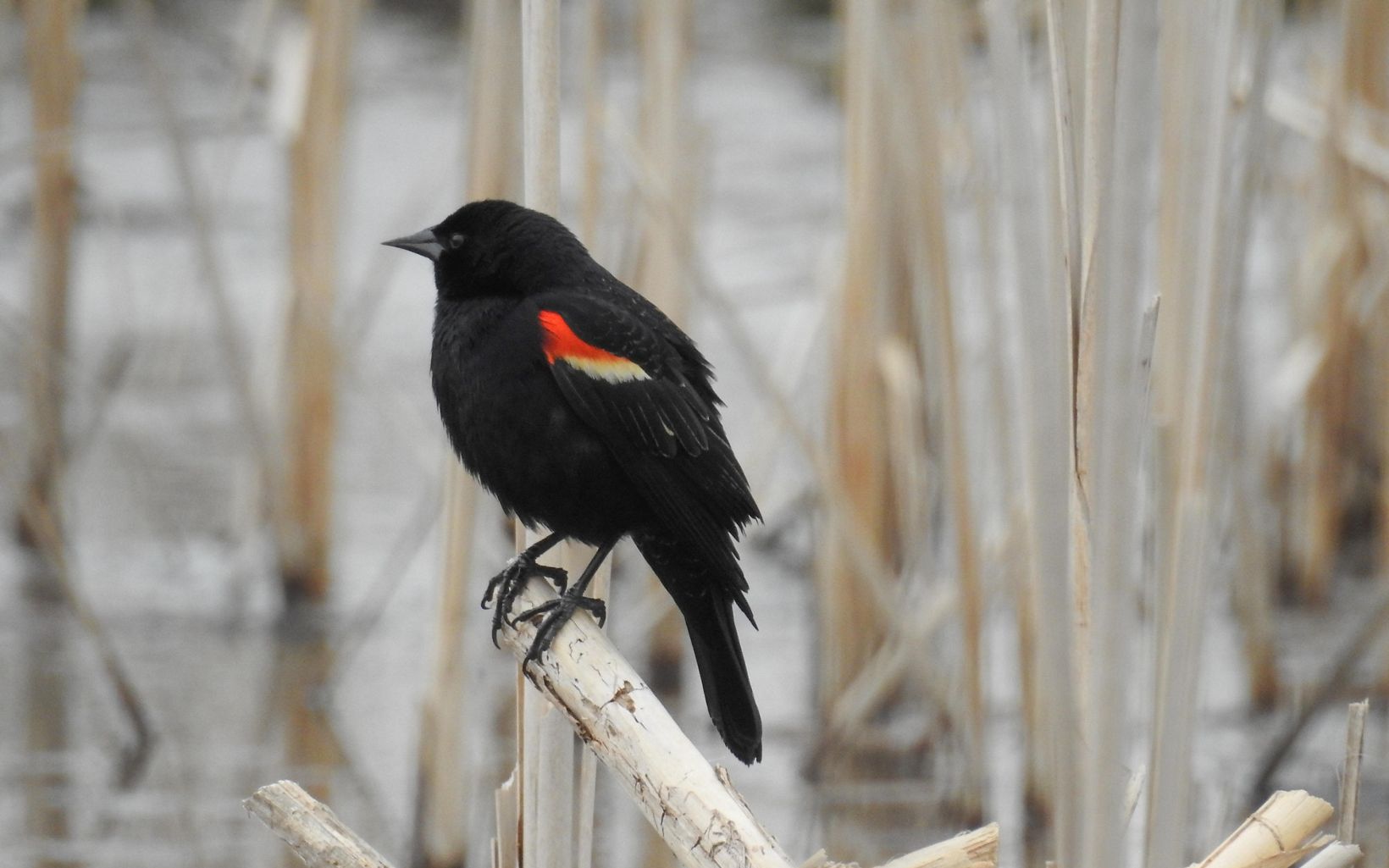 A black bird with red markings rests on a branch.