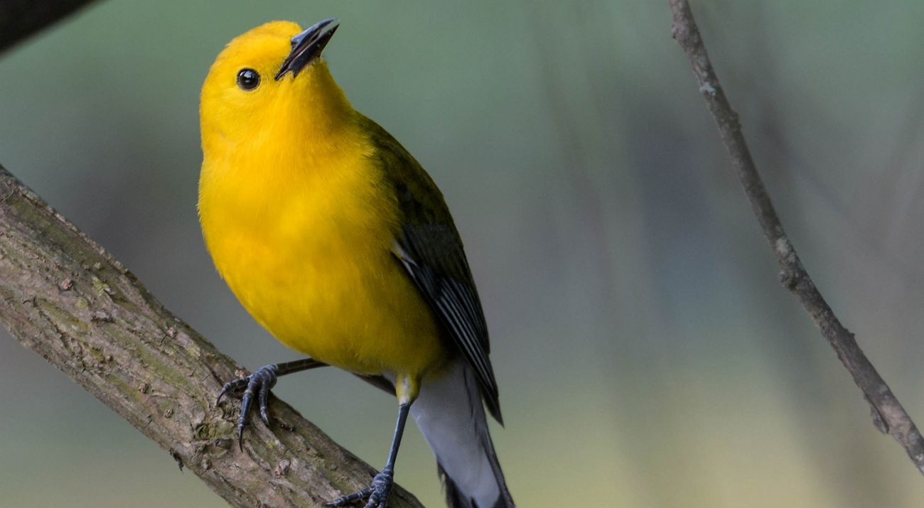 A prothonotary warbler perches on a tree branch. A small bright yellow bird with black eyes and gray wings.