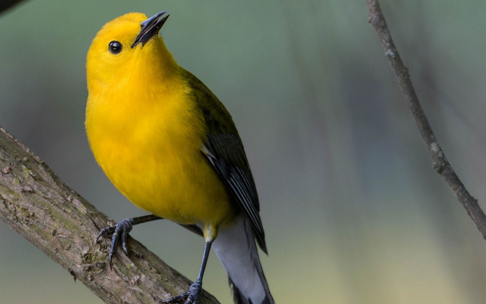 A yellow bird with black wings perches on a thin branch.