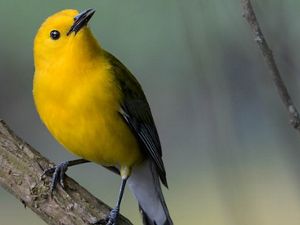 The Prothonotary Warbler got its name from the bright yellow robes worn by papal clerks, known as prothonotaries, in the Roman Catholic church.