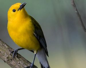 The Prothonotary Warbler got its name from the bright yellow robes worn by papal clerks, known as prothonotaries, in the Roman Catholic church.