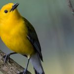 A prothonotary warbler perches on a tree branch. A small bright yellow bird with black eyes and gray wings.
