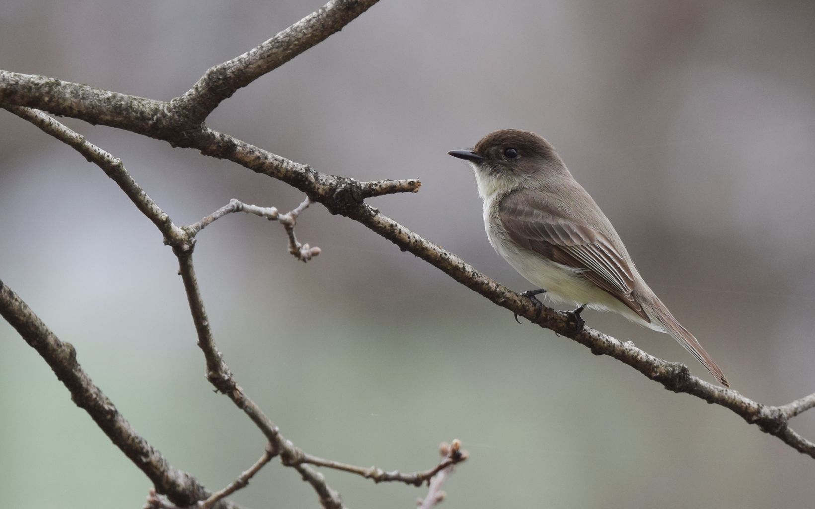 A gray bird rests on a thin brown branch.