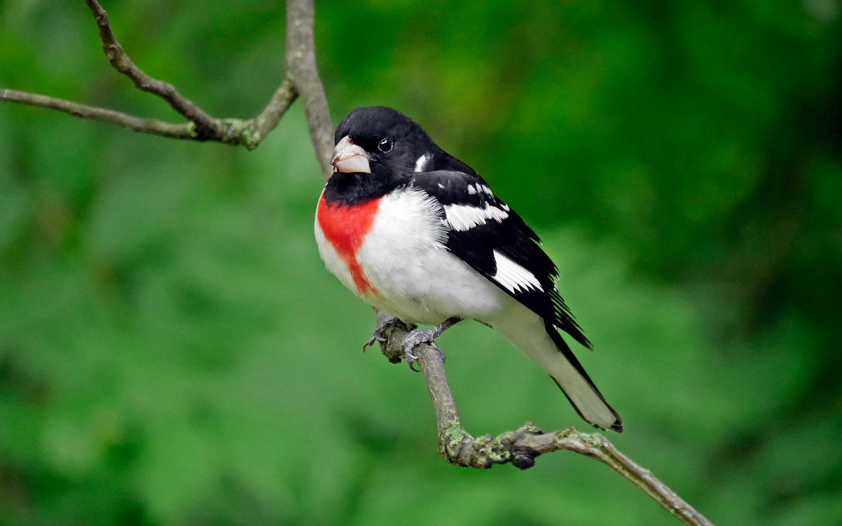 A black, red and white bird rests on a branch.
