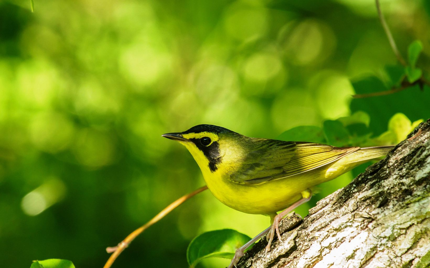 A yellow and black bird rests on a branch.