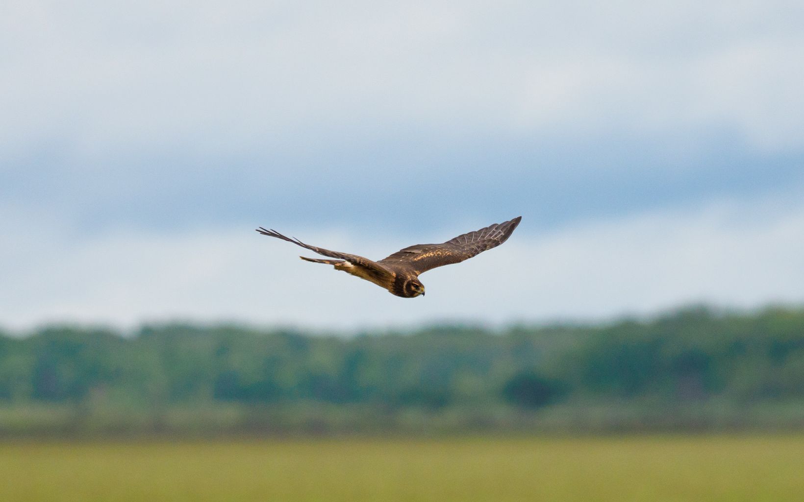A hawk flies over a grassy field.