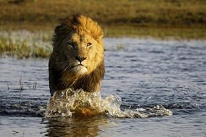 León corre en medio de la orilla de un rio.