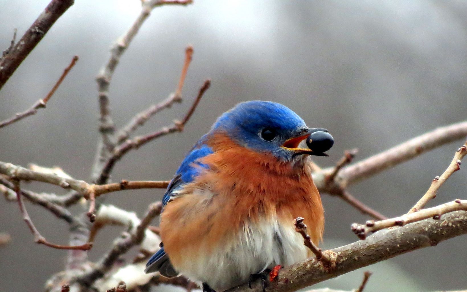 A bluebird holds a blueberry in its mouth.