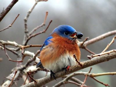 A small, puffy blue-white-brown bird, with a berry in its mouth, rests on a branch. 