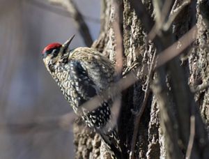 A yellow-bellied sapsucker, with mottled black and brown wings and body and a red patch on the top of its head, perches on the side of a tree.