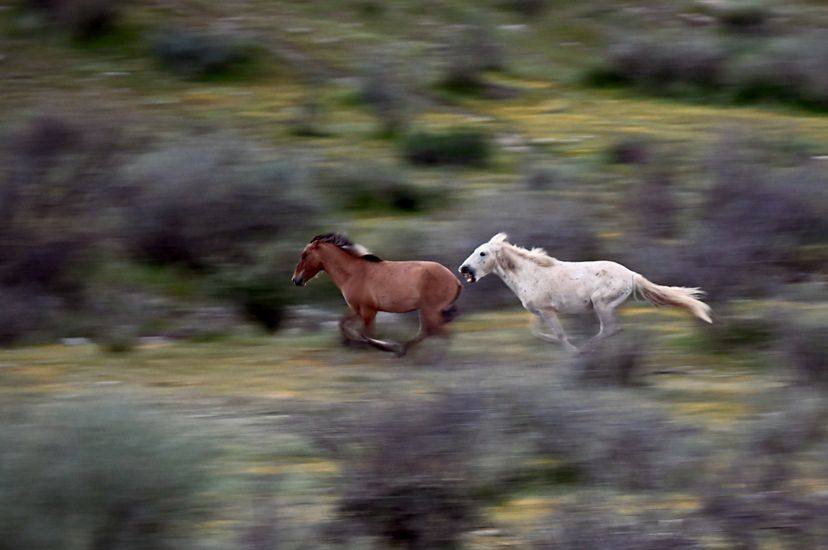 A white horse chases behind a brown horse, with the field around them blurred.