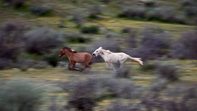 A white horse chases behind a brown horse, with the field around them blurred.