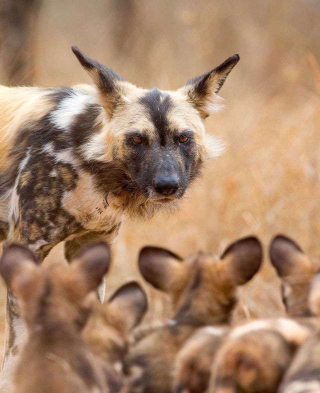 A mother wild dog and her young in South Africa 