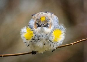 A bird stares straight ahead as it fluffs its yellow and white feathers mottled with brown and black spots.