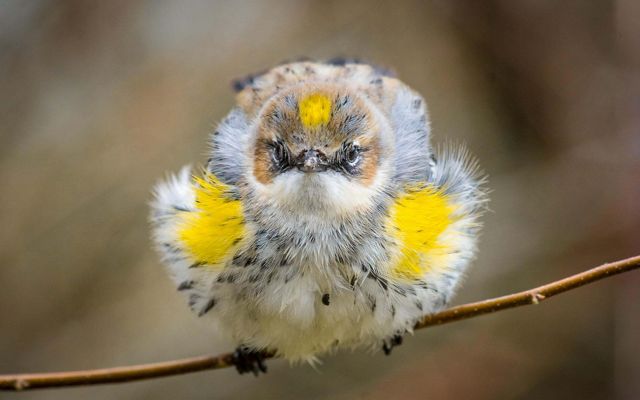 A bird stares straight ahead as it fluffs its yellow and white feathers mottled with brown and black spots.